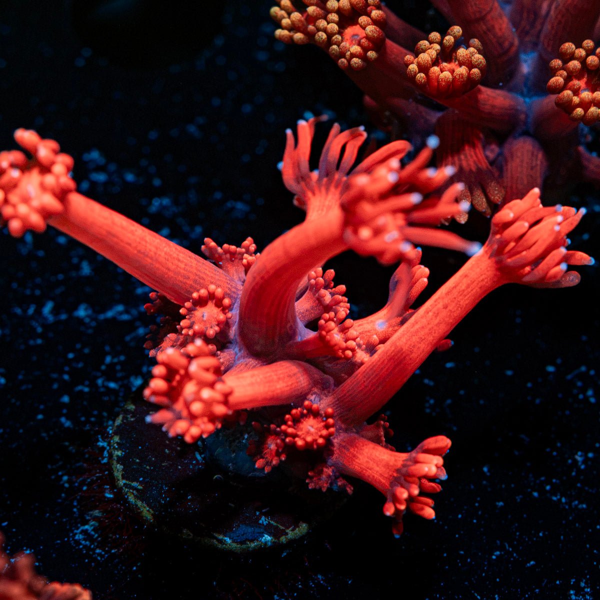 Red Bull Goniopora Coral with flower-like polyps in reef aquarium