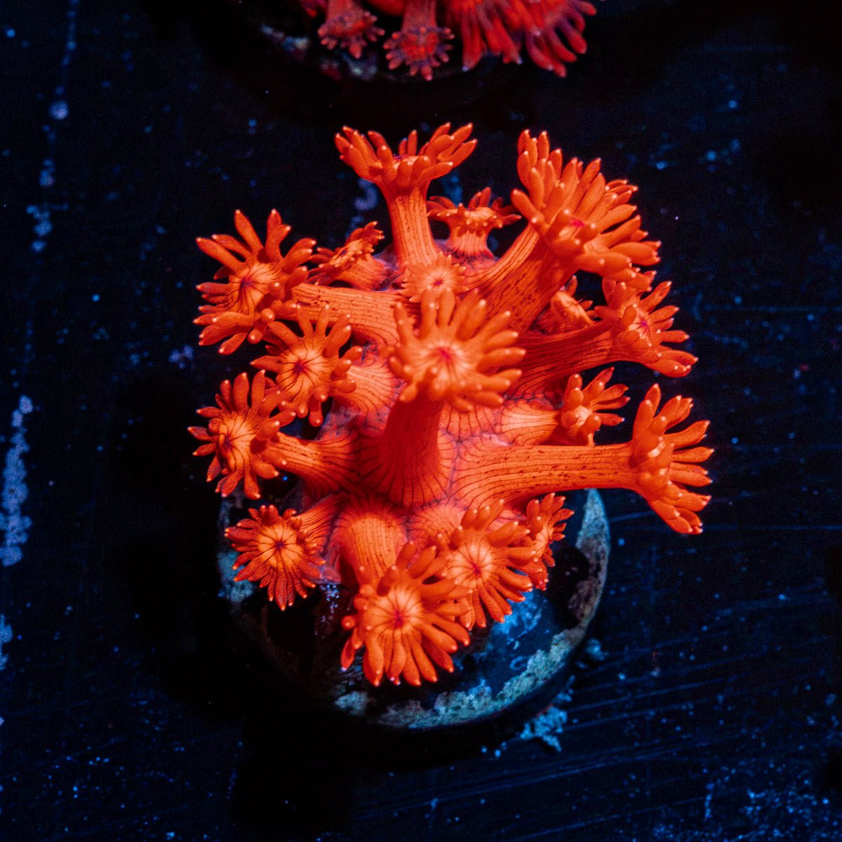 Red Bull Goniopora Coral with flower-like polyps in reef aquarium