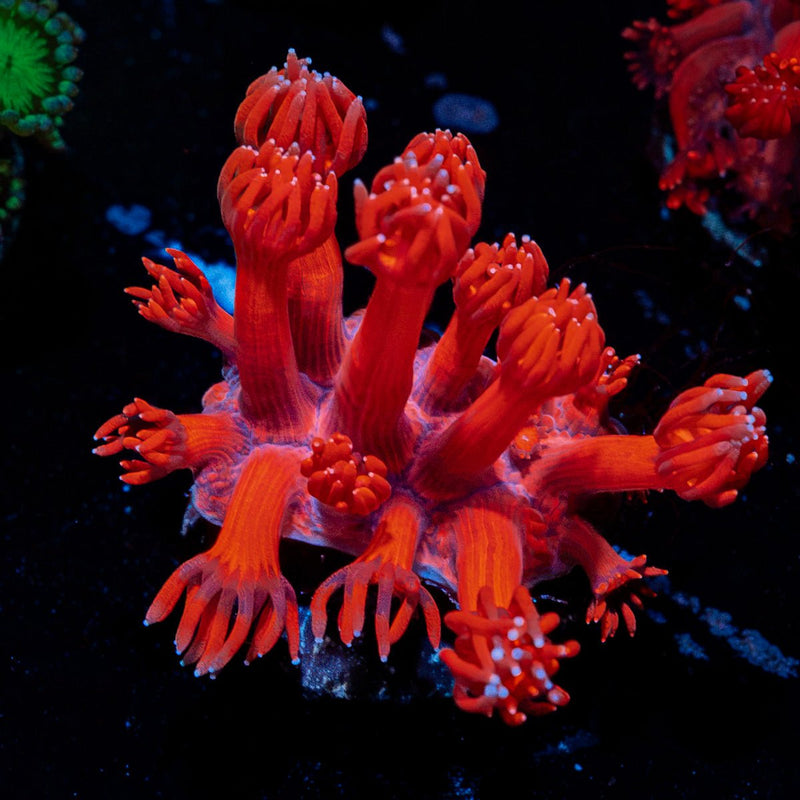 Red Bull Goniopora Coral with flower-like polyps in reef aquarium