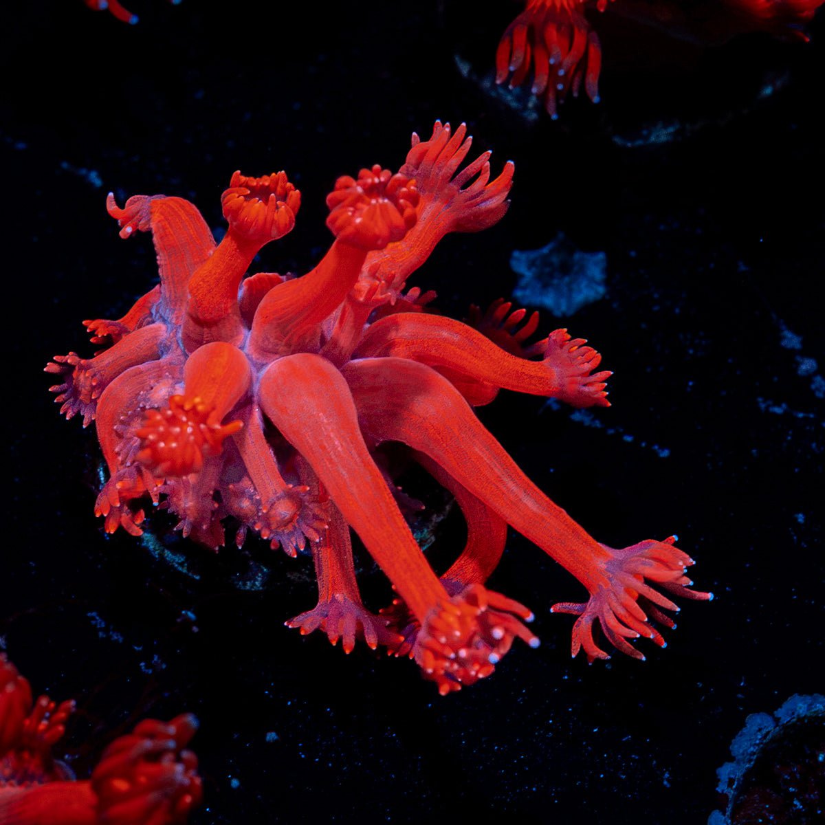 Red Bull Goniopora Coral with flower-like polyps in reef aquarium