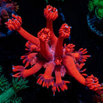 Red Bull Goniopora Coral with flower-like polyps in reef aquarium