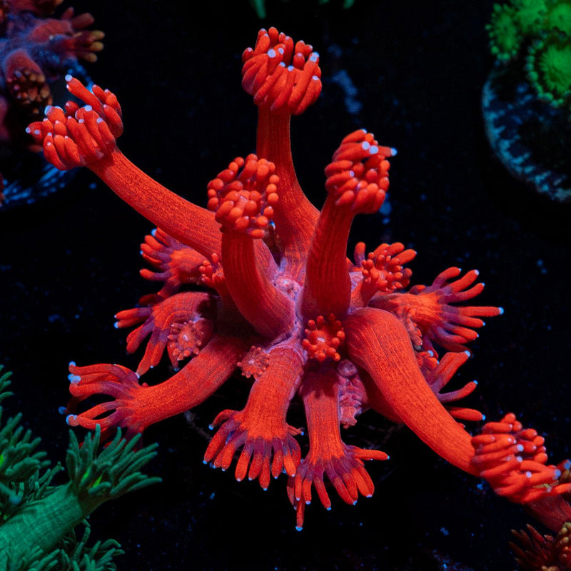 Red Bull Goniopora Coral with flower-like polyps in reef aquarium