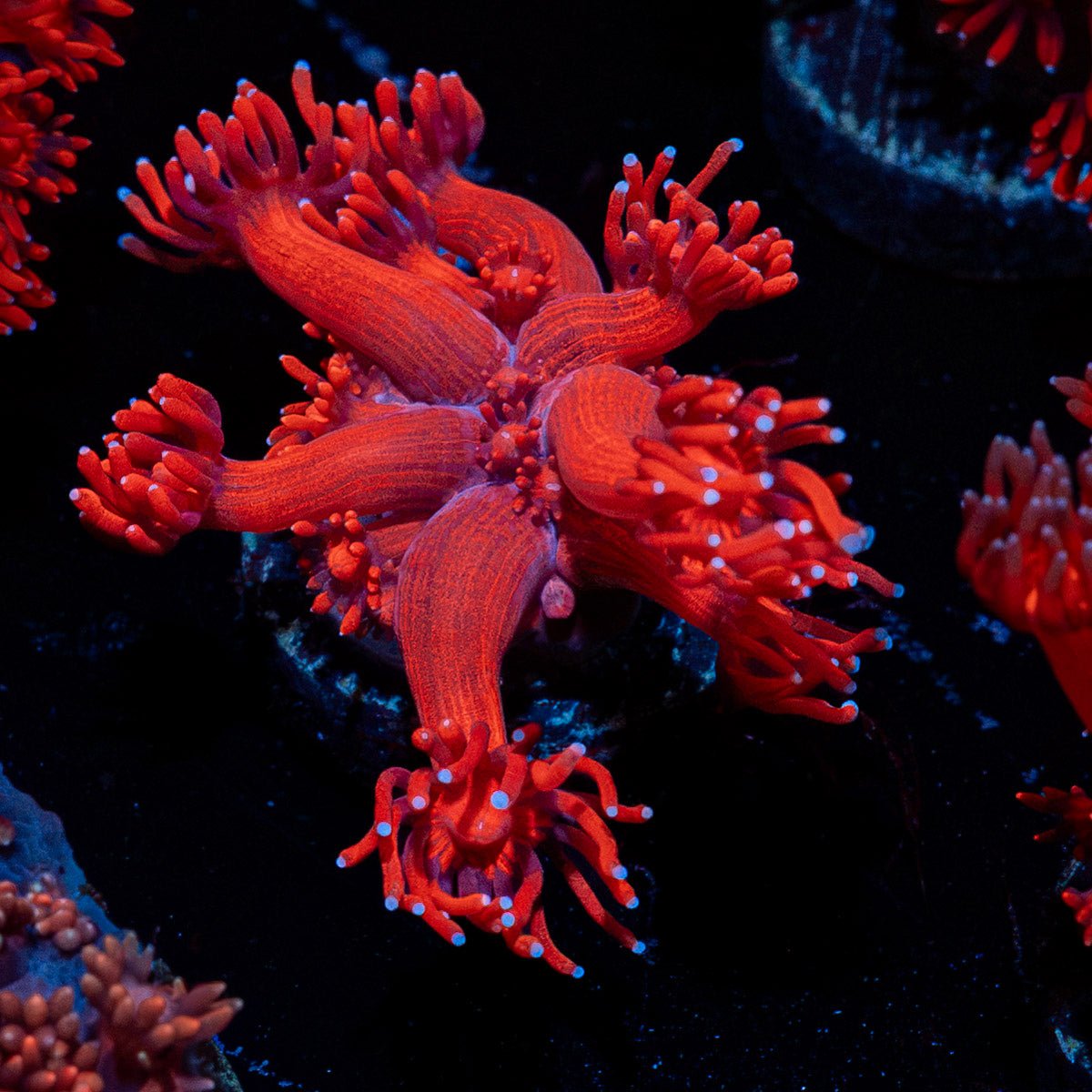 Red Bull Goniopora Coral with flower-like polyps in reef aquarium