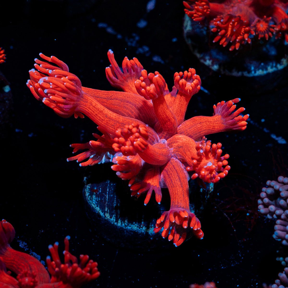 Red Bull Goniopora Coral with flower-like polyps in reef aquarium