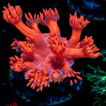 Red Bull Goniopora Coral with flower-like polyps in reef aquarium