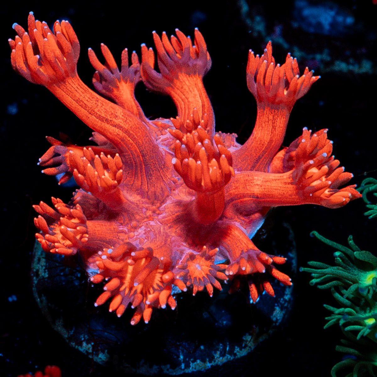 Red Bull Goniopora Coral with flower-like polyps in reef aquarium