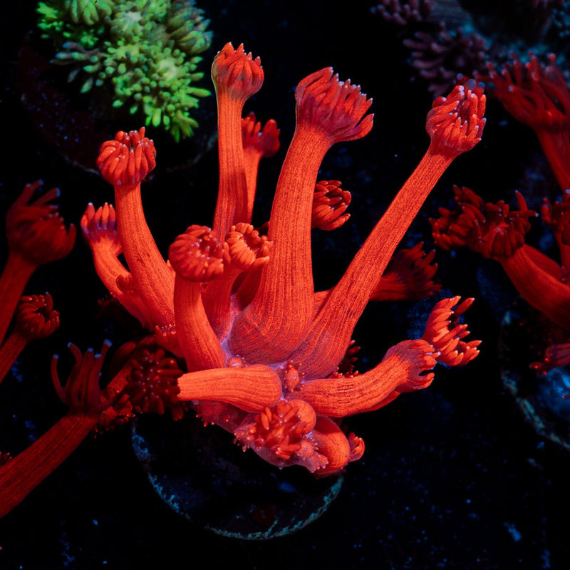 Red Bull Goniopora Coral