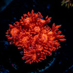Red Bull Goniopora with flower-like polyps in reef aquarium