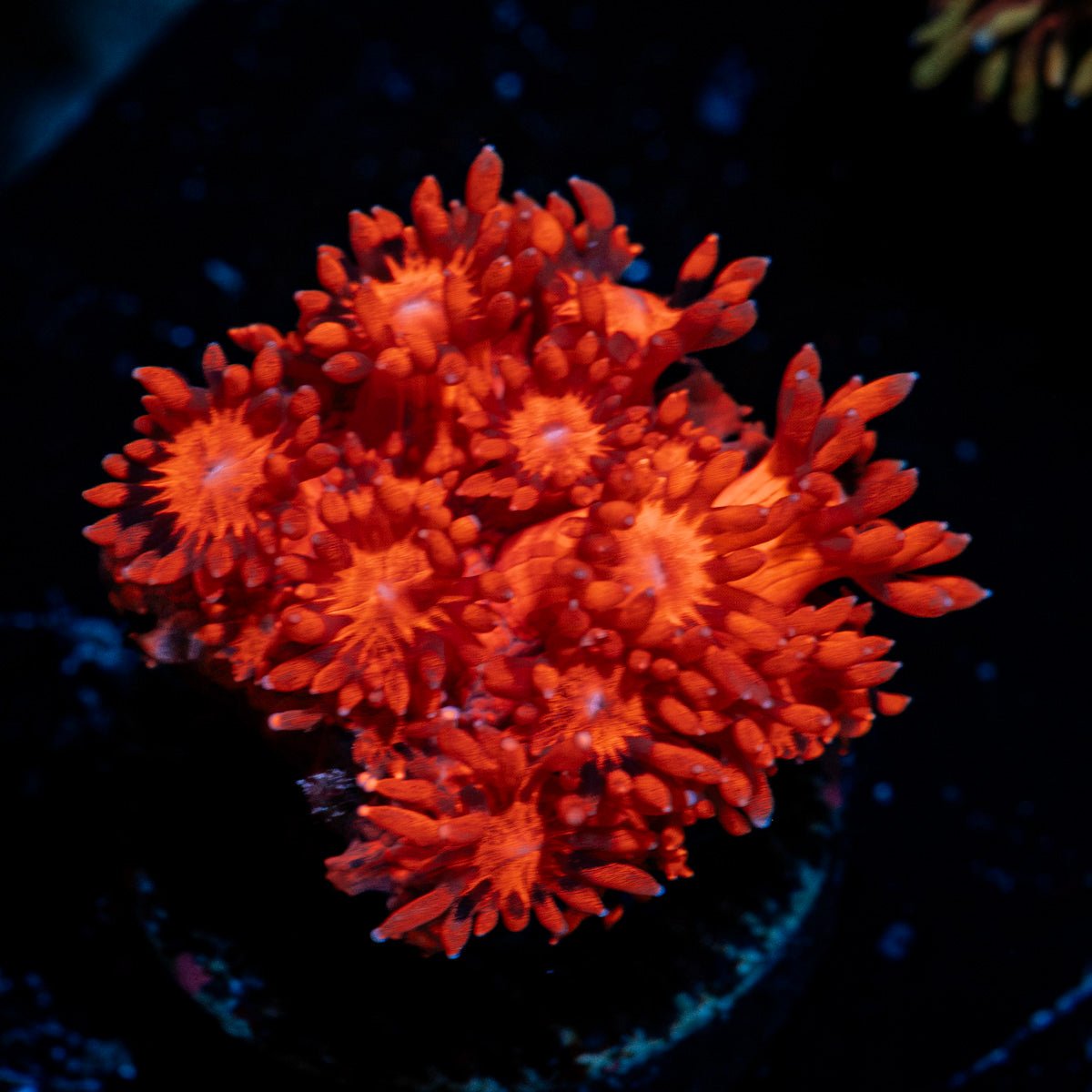 Red Bull Goniopora with flower-like polyps in reef aquarium