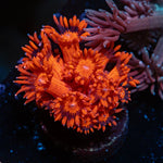 Red Bull Goniopora with flower-like polyps in reef aquarium