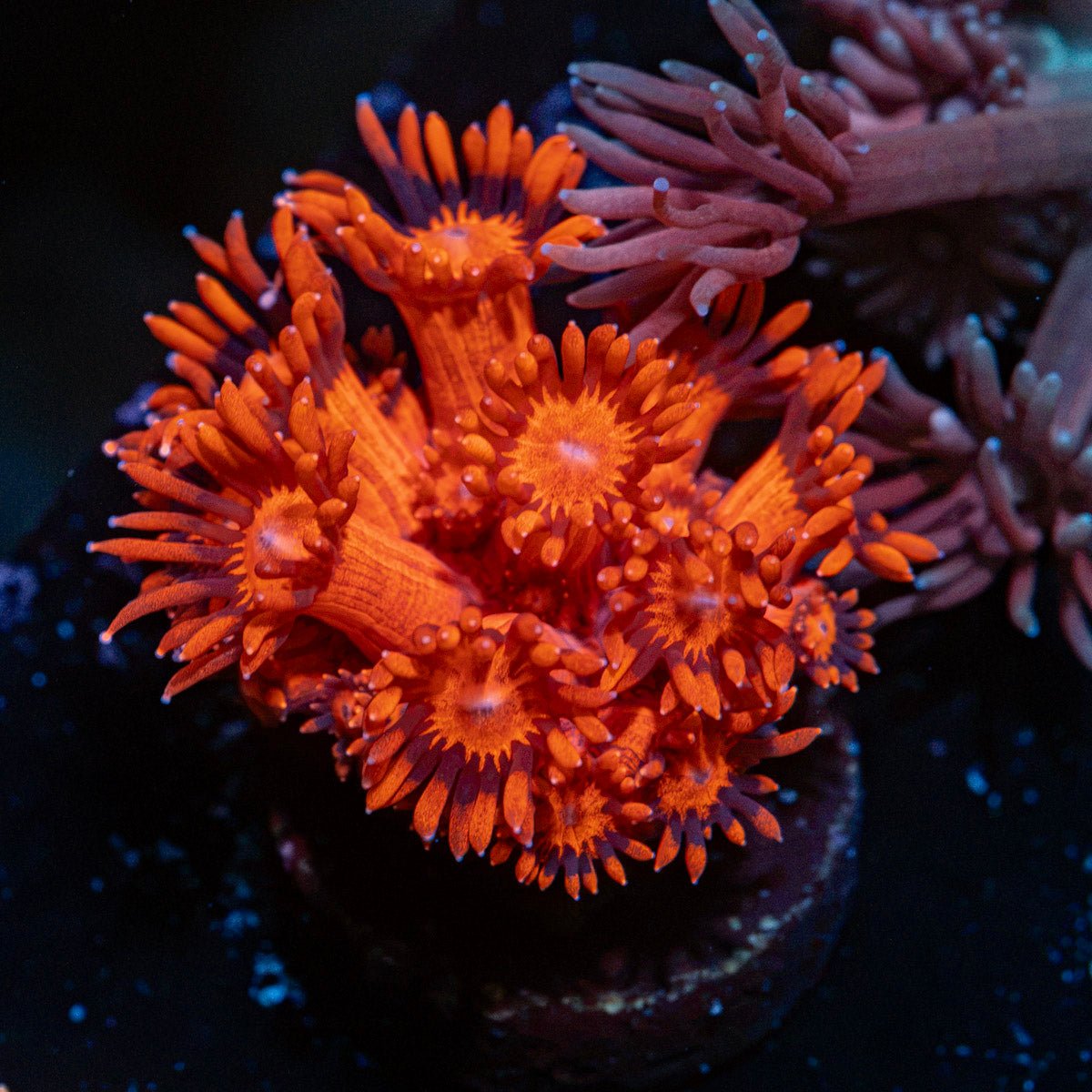 Red Bull Goniopora with flower-like polyps in reef aquarium