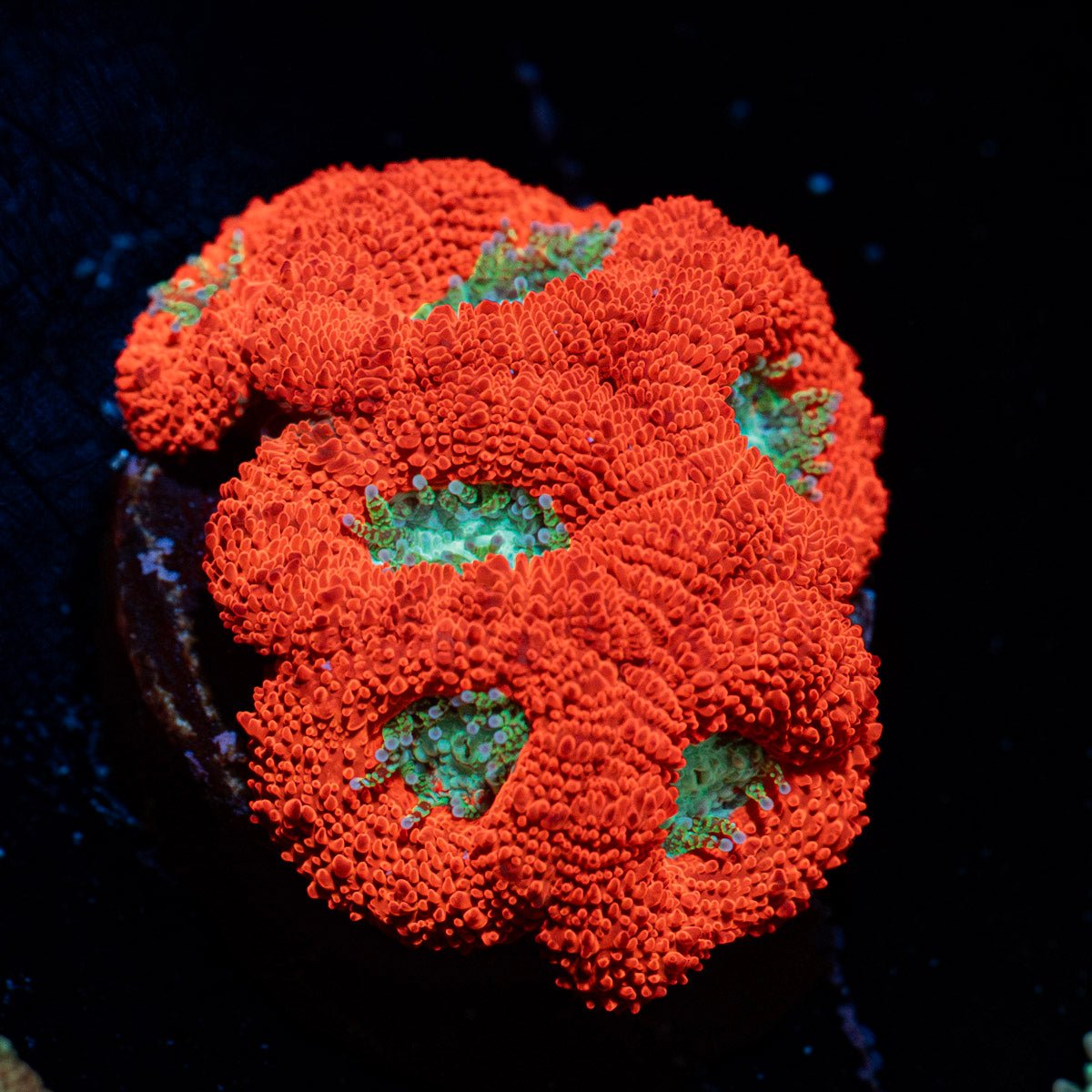 Red Bull Micromussa Acan with colorful coral specimen in a reef aquarium