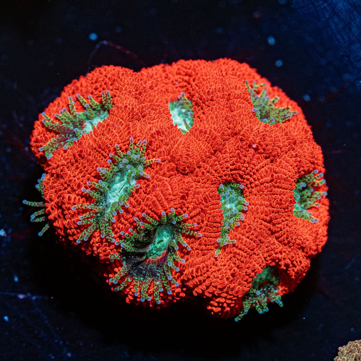Red Bull Micromussa Acan with colorful coral specimen in a reef aquarium
