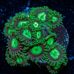 Red Goniopora with flower-like polyps in reef aquarium