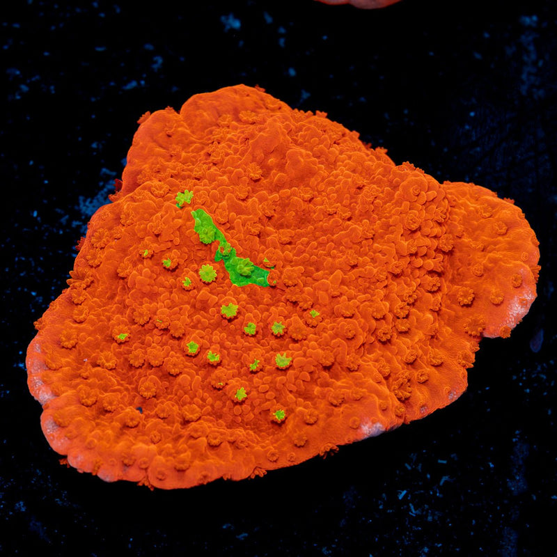 Red montipora coral with branching growth in reef aquarium