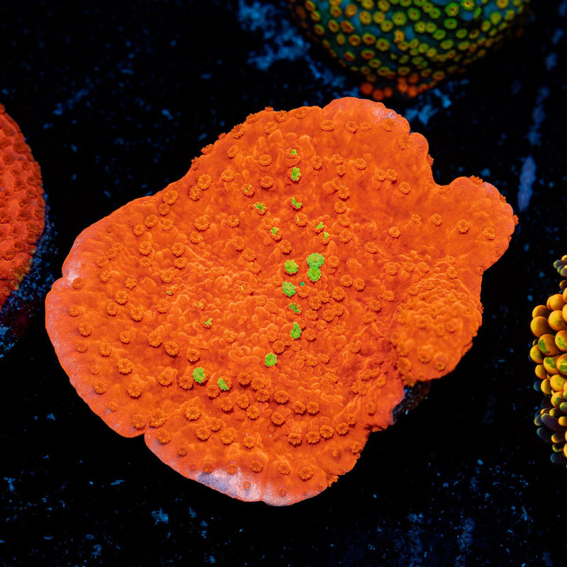 Red montipora coral with branching growth in reef aquarium