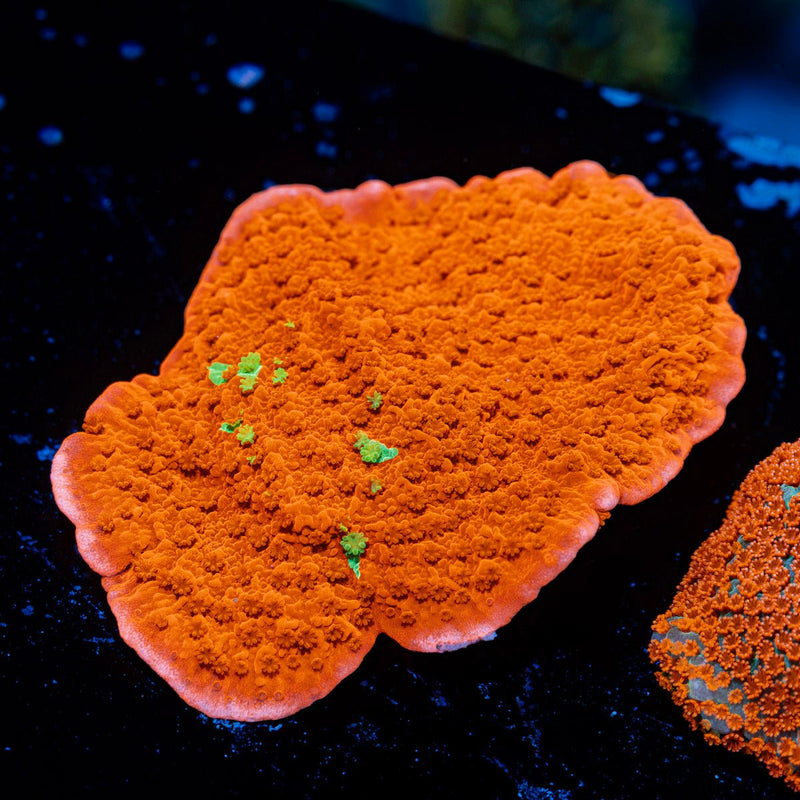 Red Montipora Coral with branching growth in reef aquarium