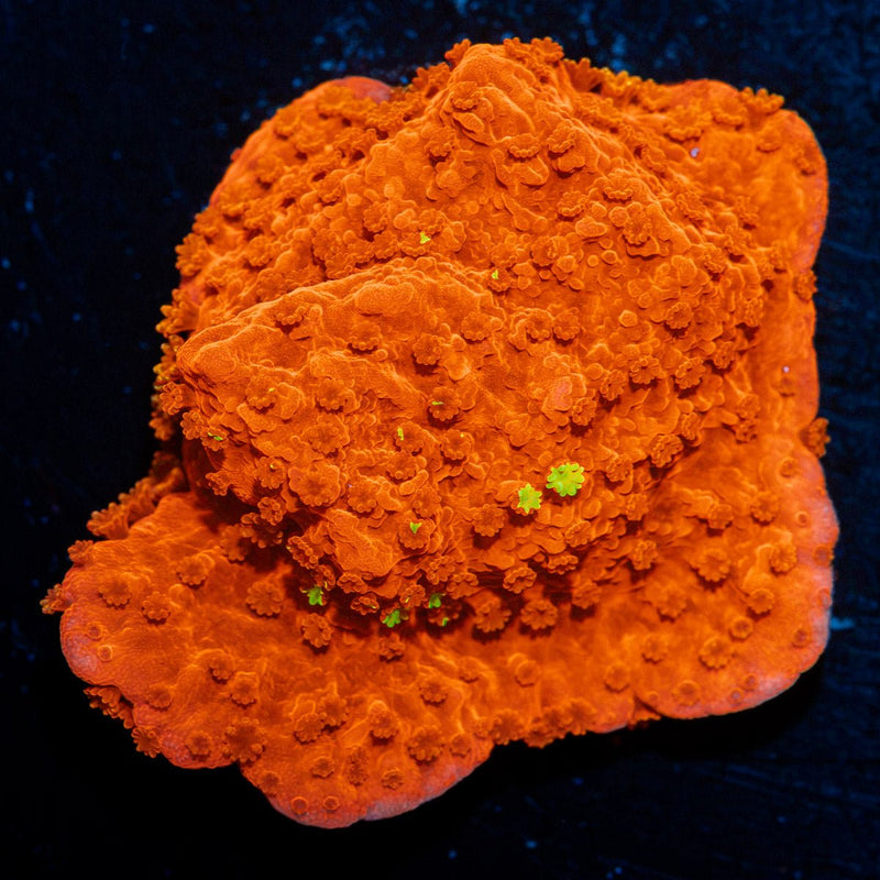 Red Montipora coral with branching growth in reef aquarium