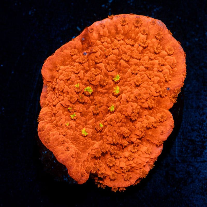 Red Montipora coral with branching growth in reef aquarium
