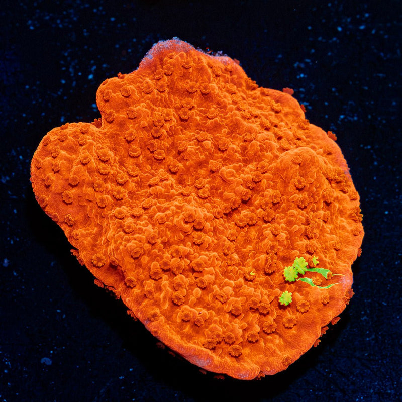 Red Montipora coral with branching growth in reef aquarium