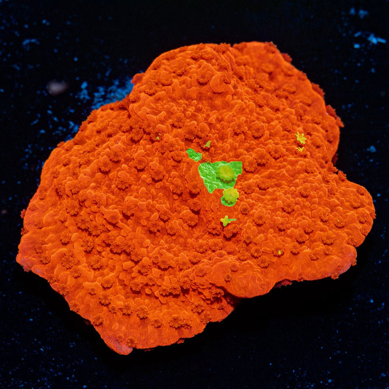 Red Montipora coral with branching growth in reef aquarium