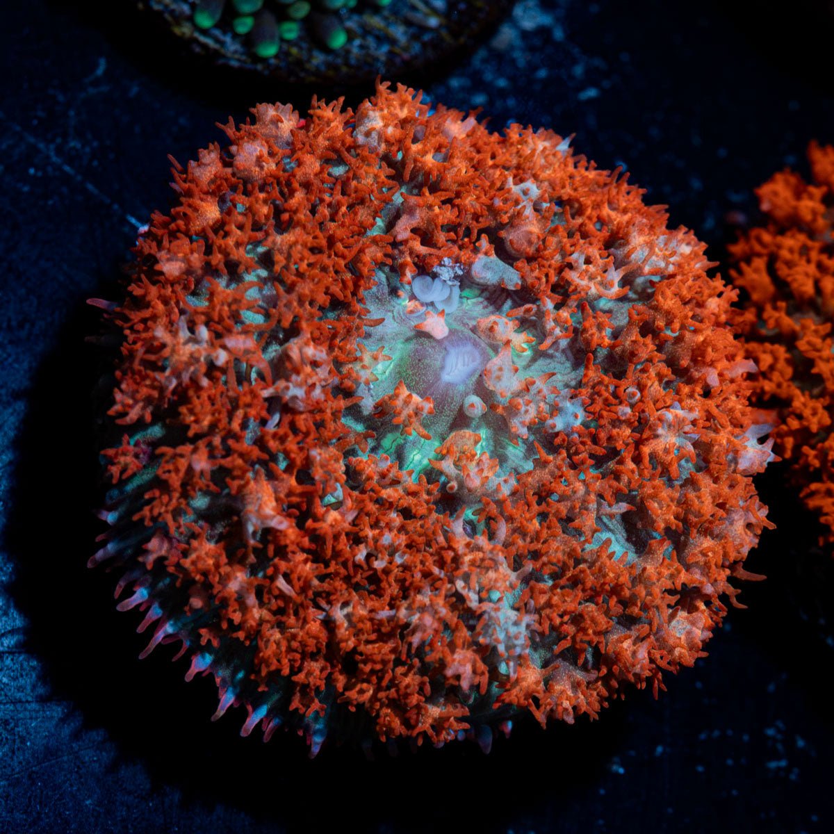 Red Saint Thomas Mushroom Coral with distinctive mushroom disc in reef aquarium