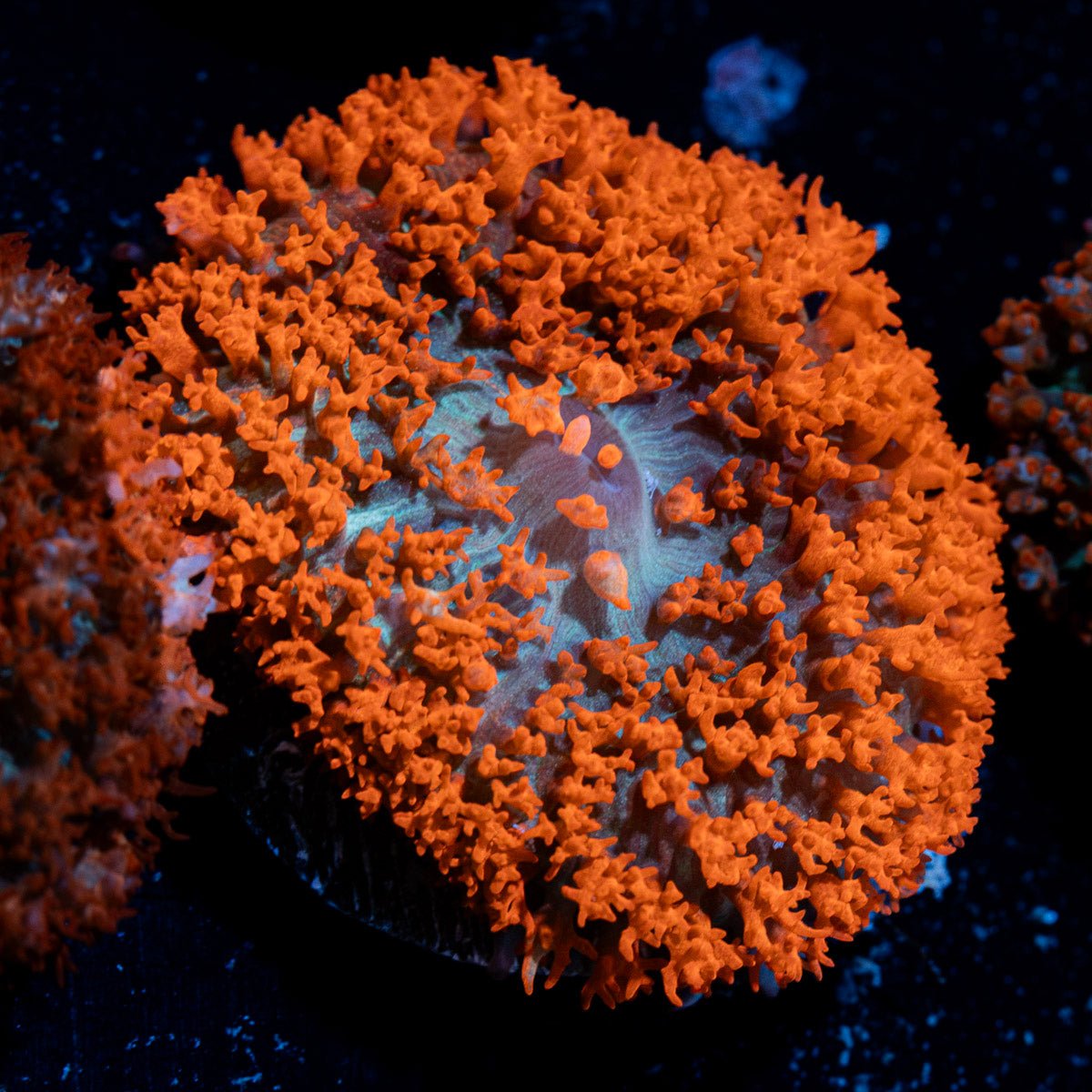 Red Saint Thomas Mushroom Coral with distinctive mushroom disc in reef aquarium
