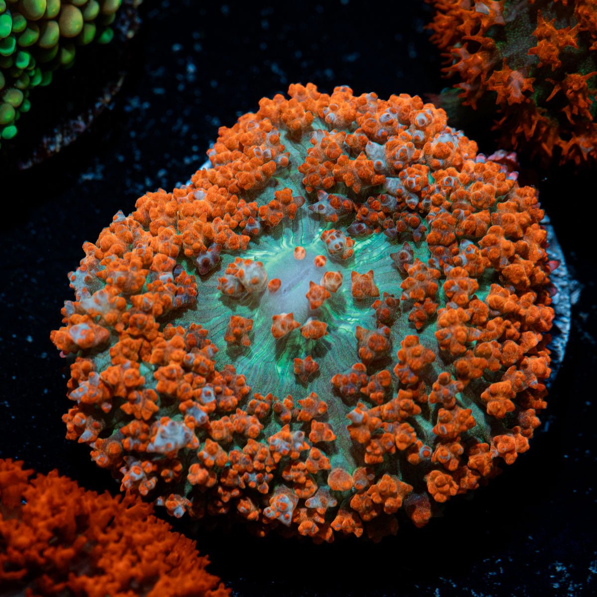 Red Saint Thomas Mushroom Coral with distinctive mushroom disc in reef aquarium