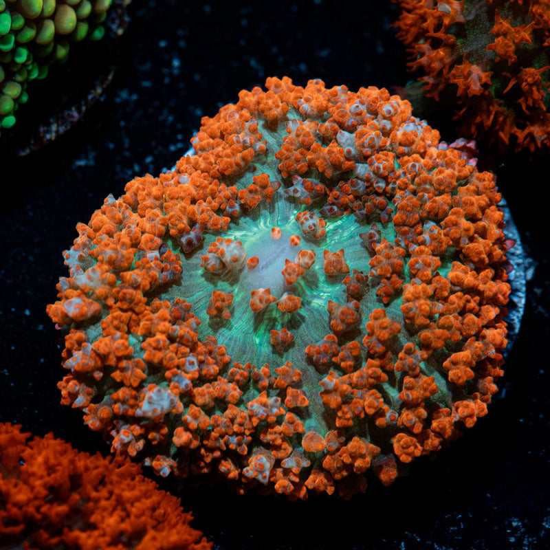 Red Saint Thomas Mushroom Coral with distinctive mushroom disc in reef aquarium