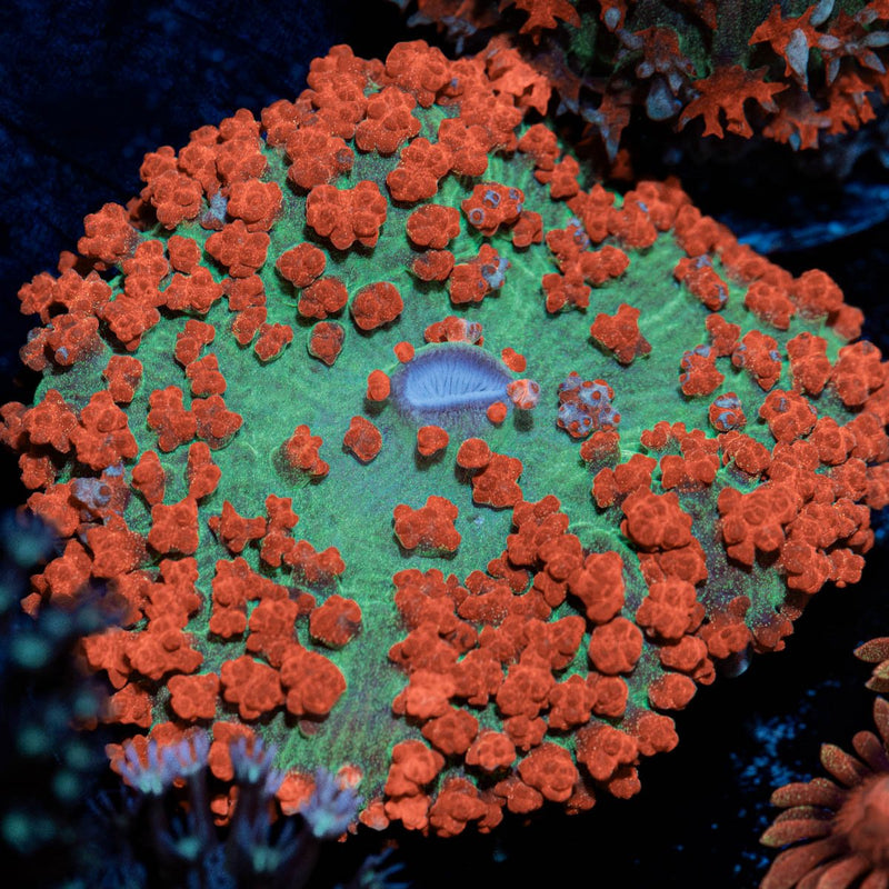 Red Saint Thomas Mushroom Coral