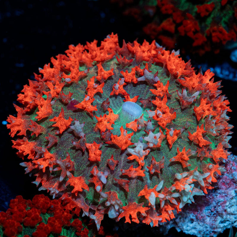 Red Saint Thomas Mushroom Coral