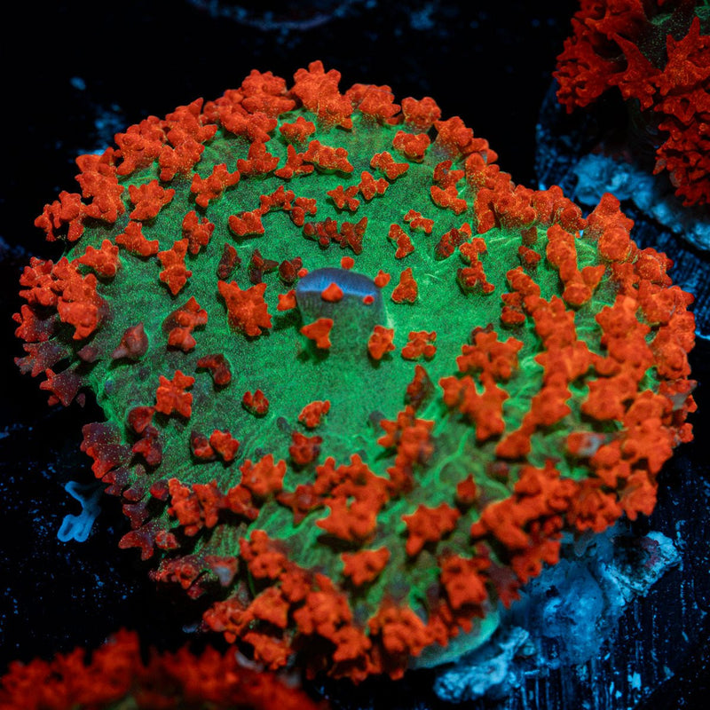 Red Saint Thomas Mushroom Coral