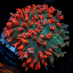 Red Saint Thomas Mushroom Coral with distinctive mushroom disc in reef aquarium
