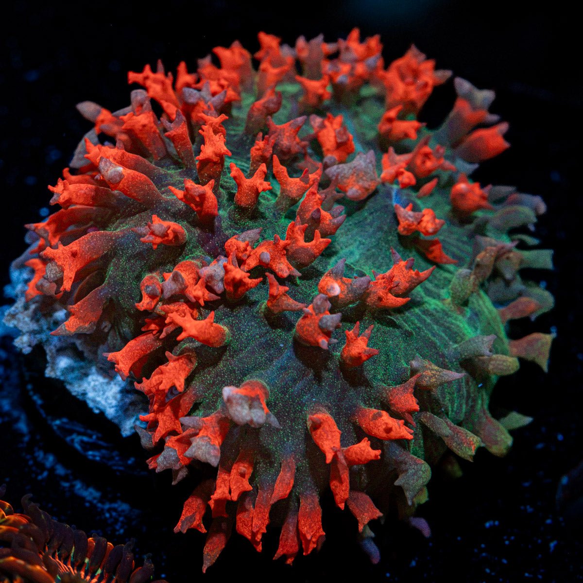 Red Saint Thomas Mushroom Coral with distinctive mushroom disc in reef aquarium