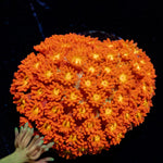 Reese Pieces barnardpora with flower-like polyps in a saltwater aquarium