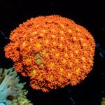 Reese Pieces barnardpora with flower-like polyps in a reef aquarium