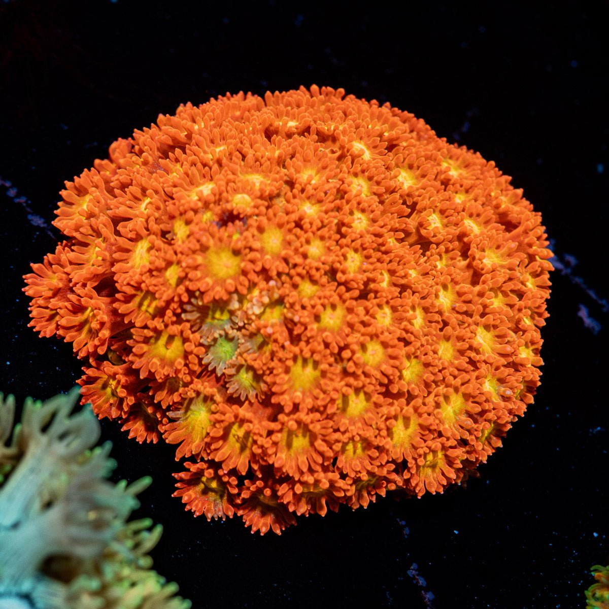 Reese Pieces barnardpora with flower-like polyps in a reef aquarium