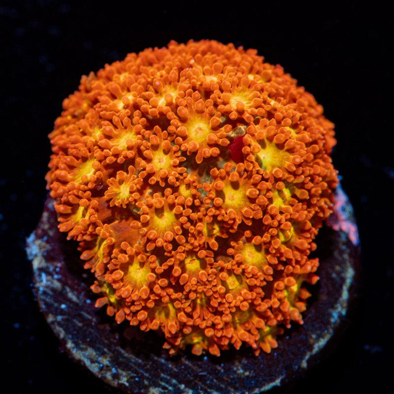 Reese Pieces barnardpora Coral