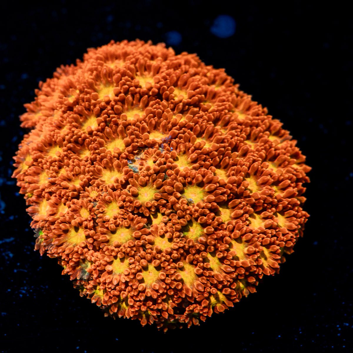 Reese Pieces Micro Goniopora with flower-like polyps in reef aquarium
