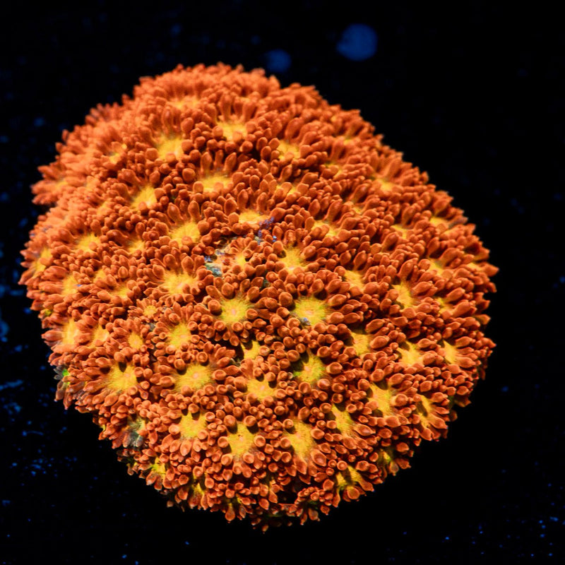 Reese Pieces Micro Goniopora with flower-like polyps in reef aquarium