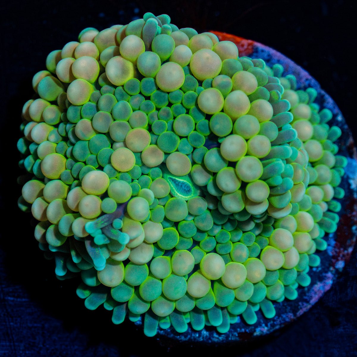 Textured Ricordea mushroom with vibrant surface patterning in a saltwater aquarium
