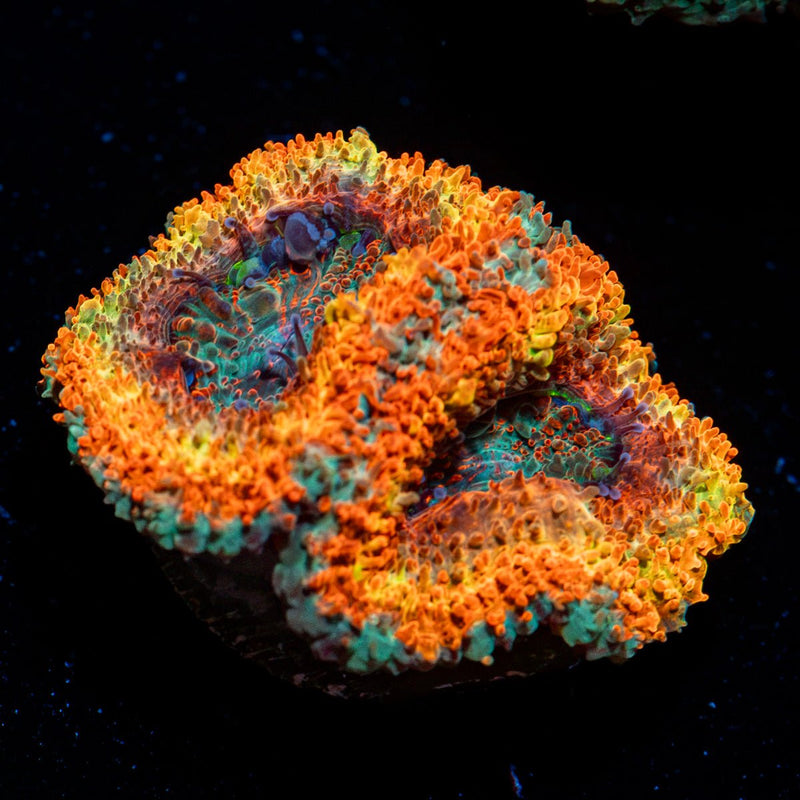 Rising Sun Rainbow Acan Coral with fleshy polyps in reef aquarium