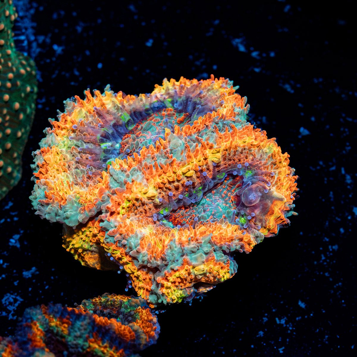 Rising Sun Rainbow Acan Coral with fleshy polyps in reef aquarium