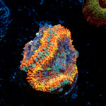 Rising Sun Rainbow Acan Coral with fleshy polyps in reef aquarium