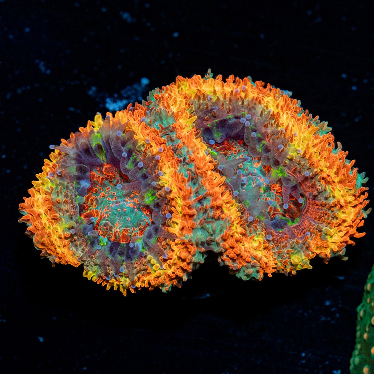 Rising sun Rainbow Acan with fleshy polyps in reef aquarium