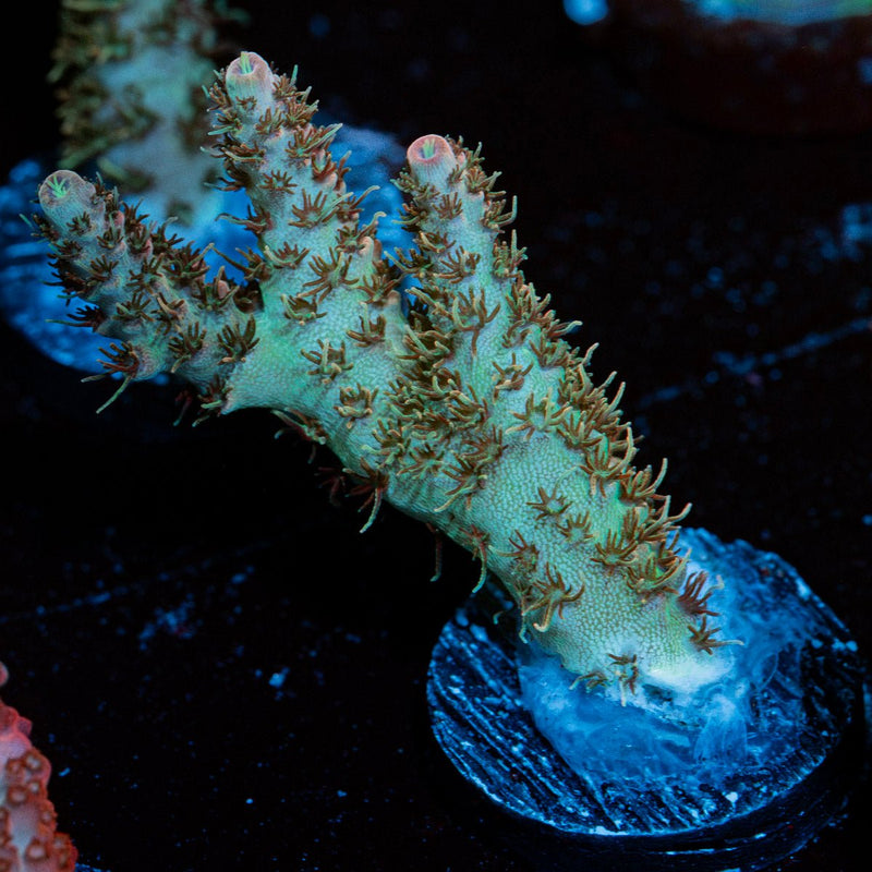 Robot Santa Claus Acropora Coral with branching growth in reef aquarium