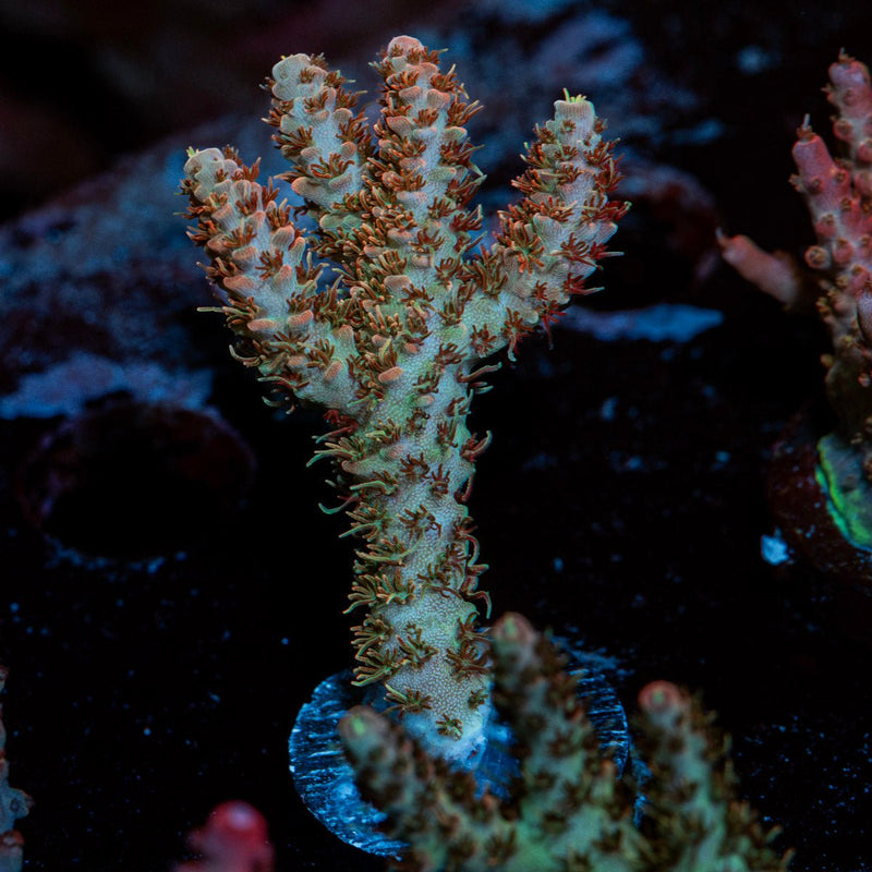 Robot Santa Claus Acropora Coral with branching growth in reef aquarium