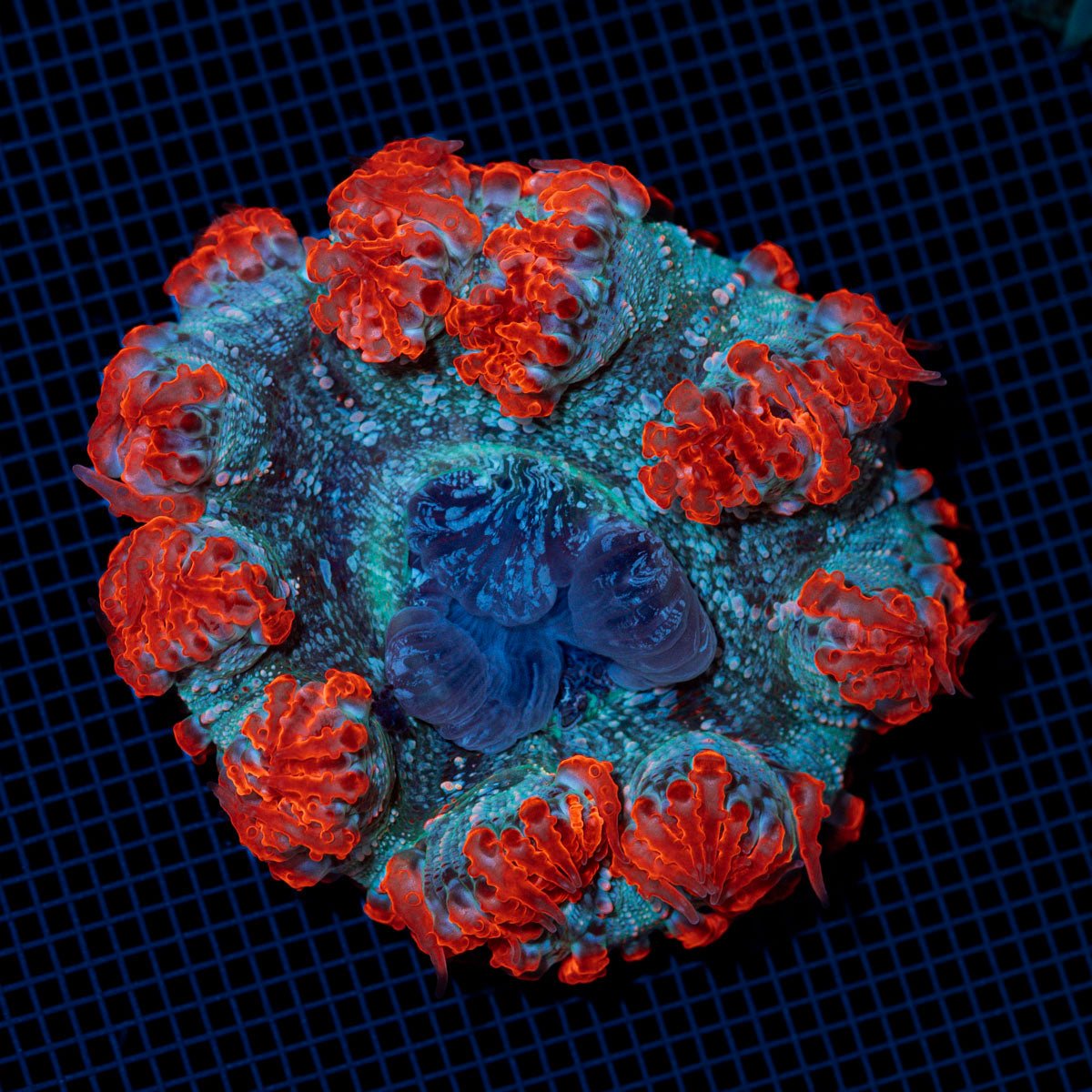 Rock Flower Anemone with colorful oral disc in reef aquarium