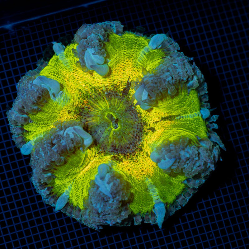 Rock Flower Anemone with colorful oral disc in reef aquarium