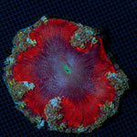 Rock Flower Anemone with colorful oral disc in reef aquarium